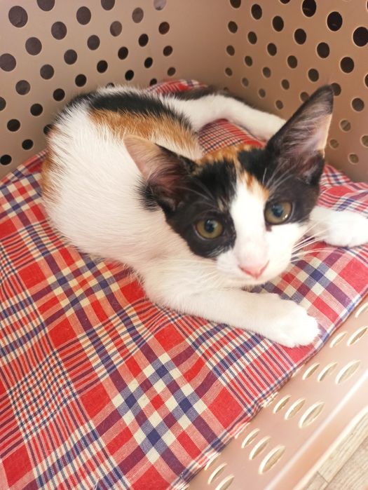 Котета търсят дом