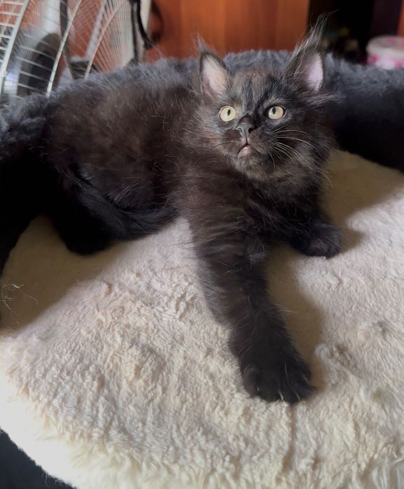 котенок Мейн Кун