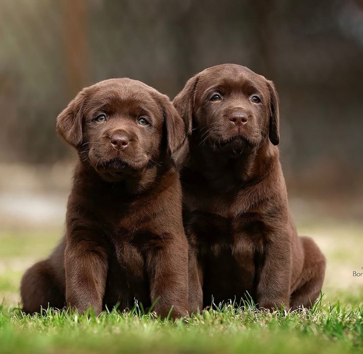 Щеночки Лабрадора