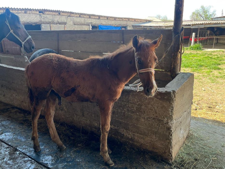 Сауынды бие құлынымен