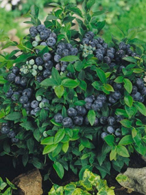 Американска черна Боровинка в саксия 40-45см (ПРОМОЦИЯ)