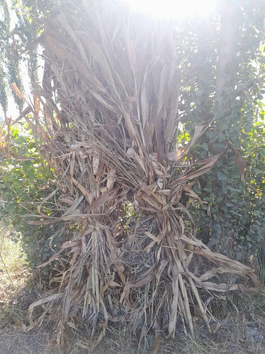 Makka poya baklari yirik o't aralash