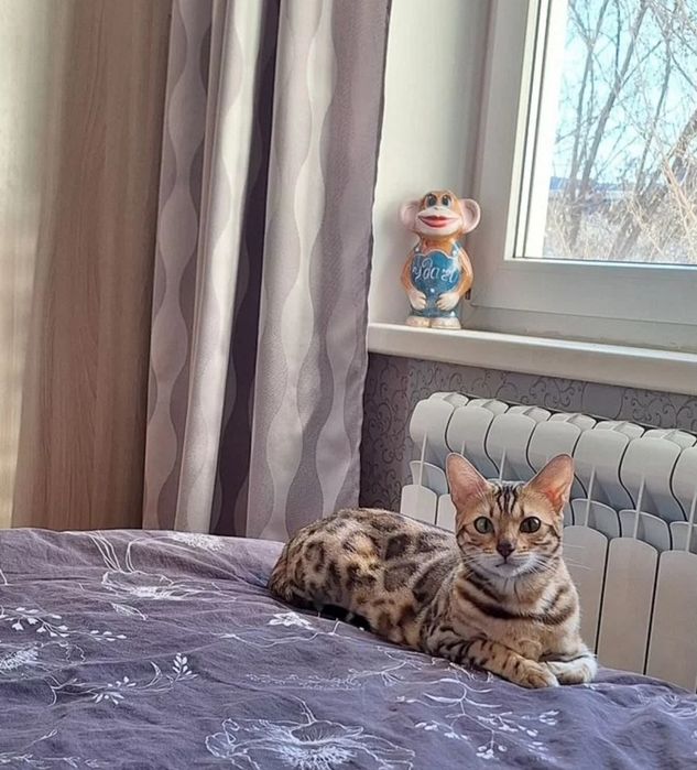 Ищем котика Бенгалочки, для вязки