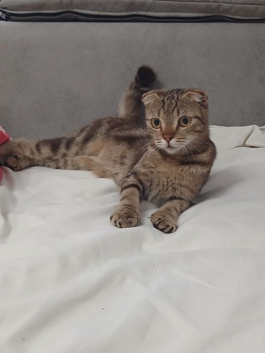Котёнок девочка 4,5 месяца