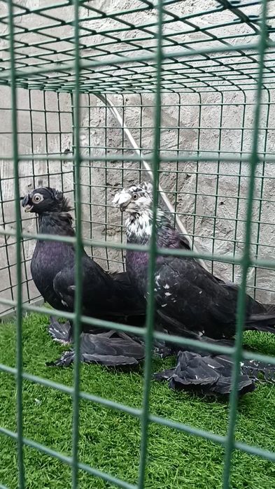 Голуби жуки и сочь