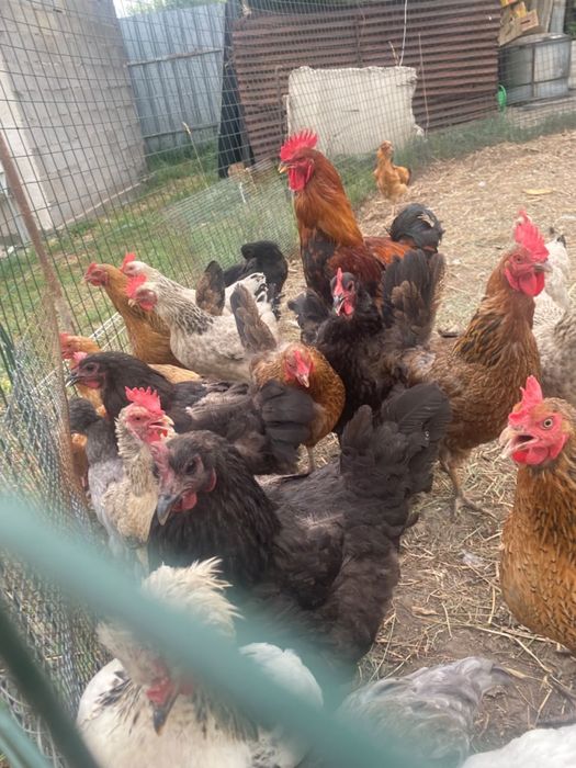 Продам домашных курей