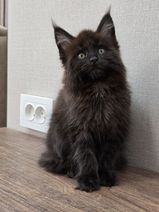 Мейн-кун девочка