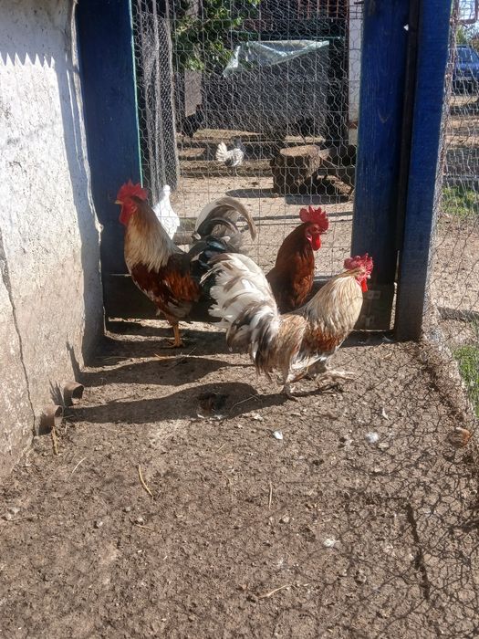 Cocoși rasă mixtă