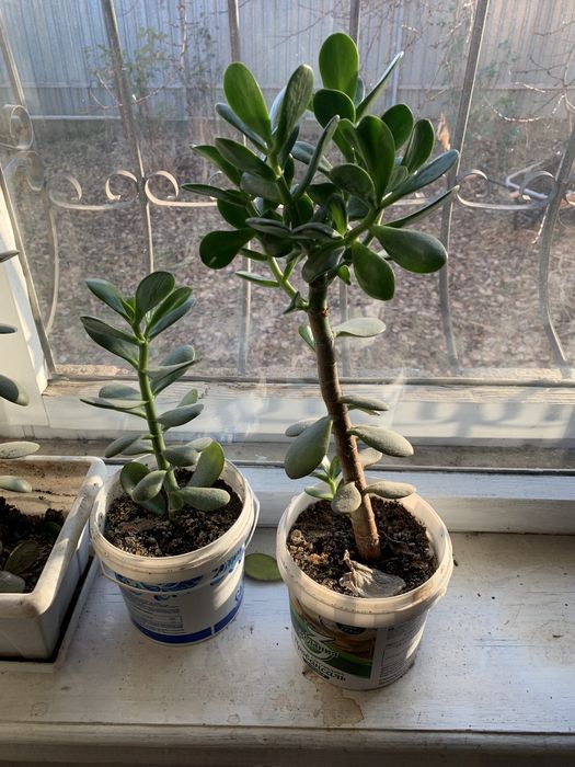 Денежное дерево (Толстянка)