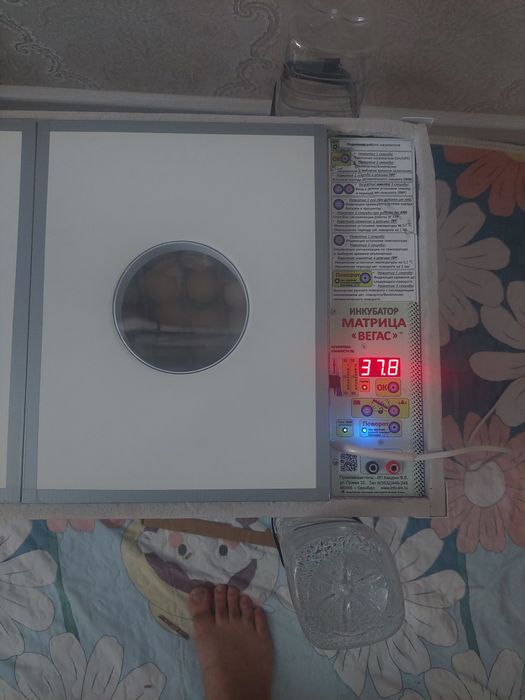 Инкубационные яйца АДЛЕР