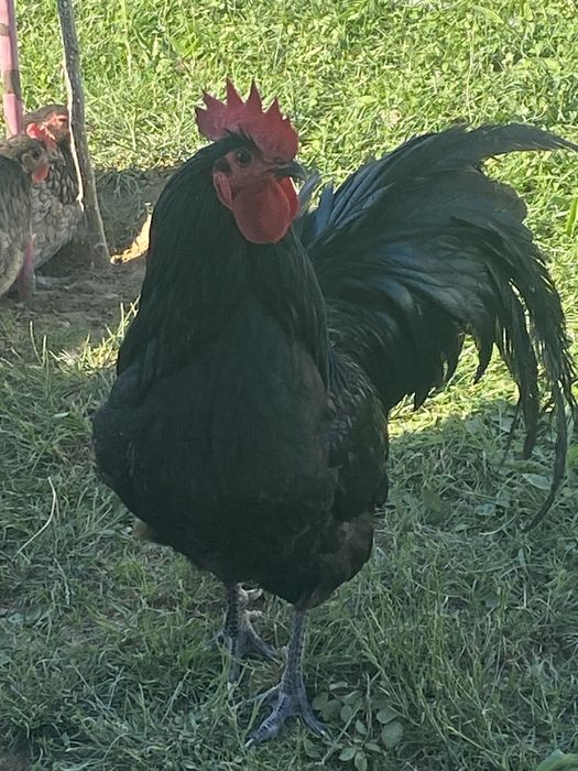 Cocos australorp negru