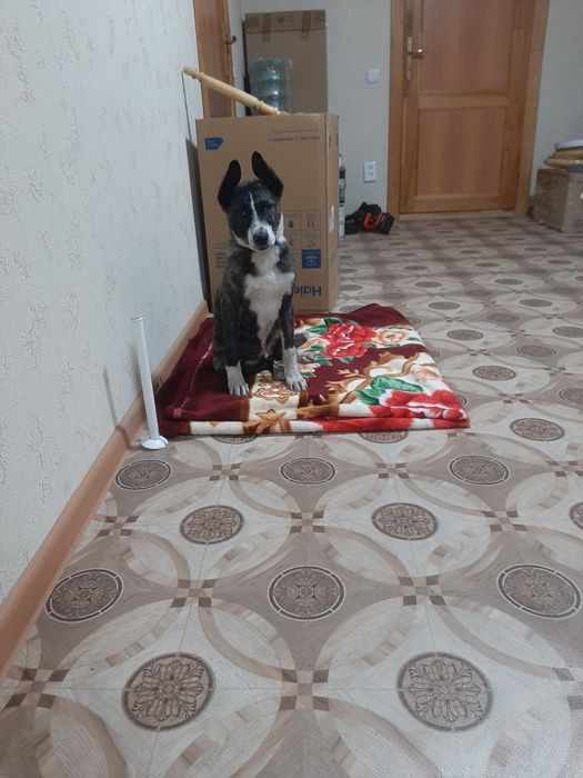 отдам собаку в добрые руки