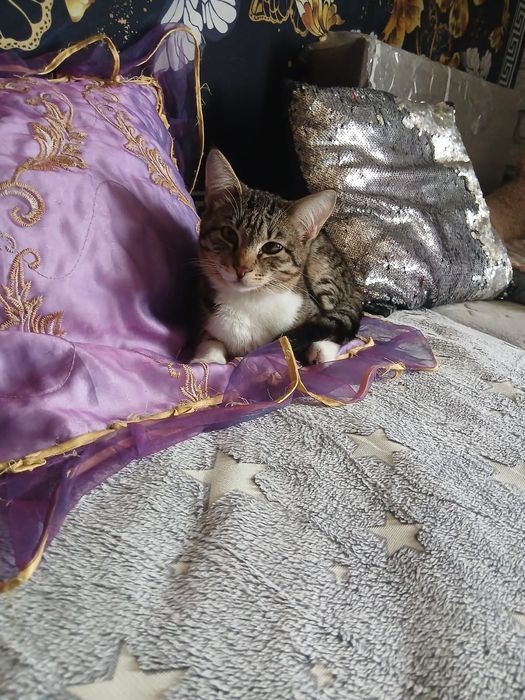 Котик в добрые руки