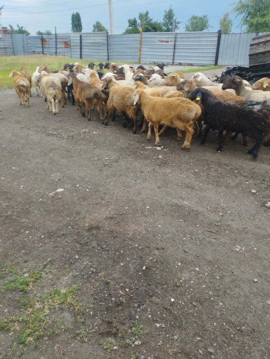 Баран бараны Алматы