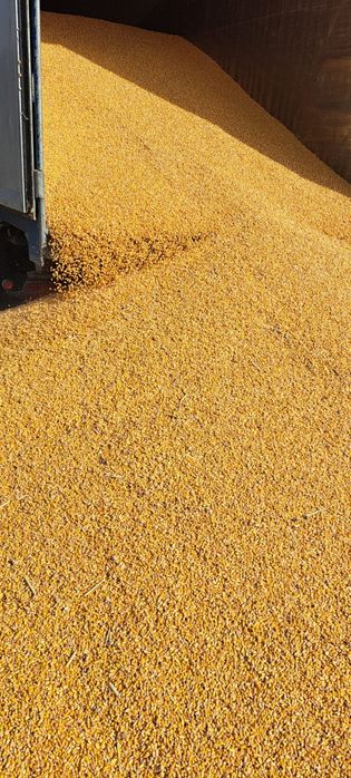 Boabe de porumb 2025