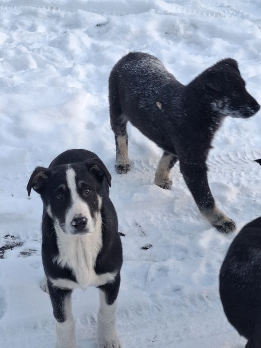 Отдам кутят в добрые руки