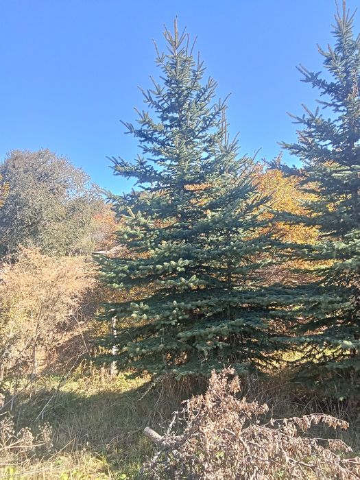 Ёлки голубые сизые