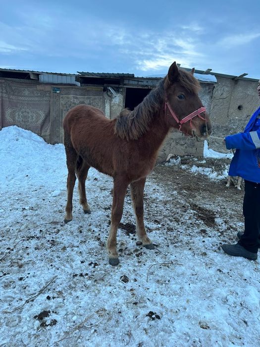 Продается байтал