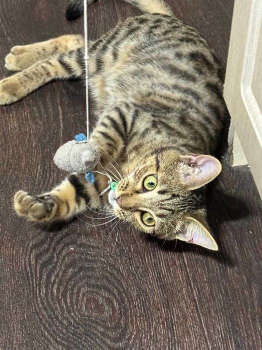 Котенок в Добрые Руки!