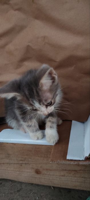 Подаряват се котенца