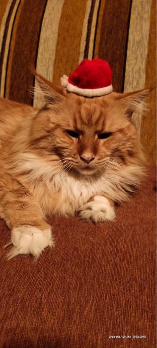 мейнкун (девочка) с родословной