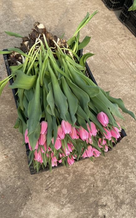 Тюльпаны Экстра+ оптом