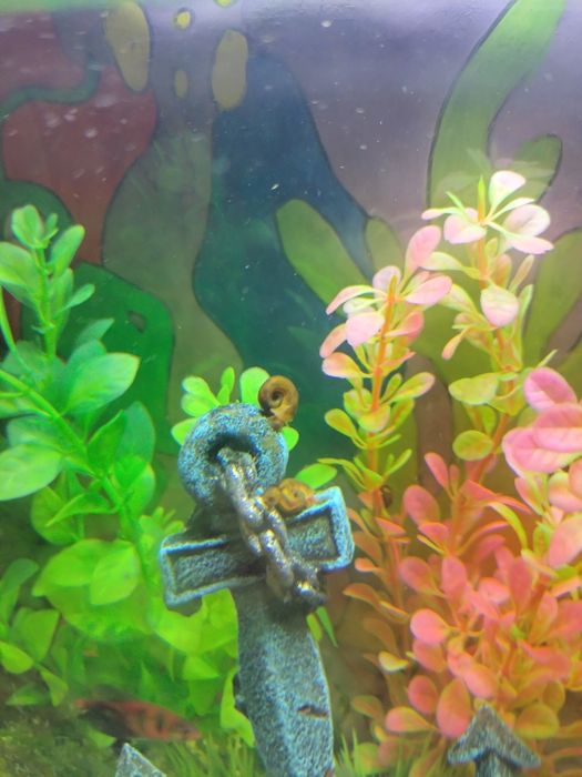 Аквариумные улитки / улитки катушки