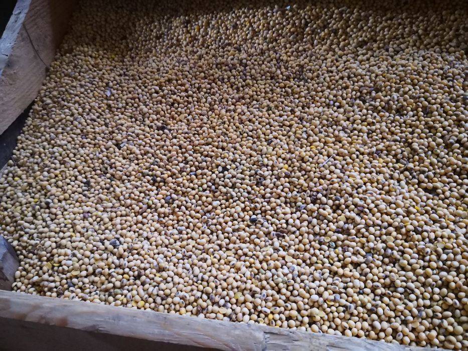 Vând soia pentru semănat.