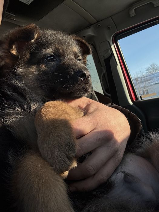 Немецкая овчарка, щенок