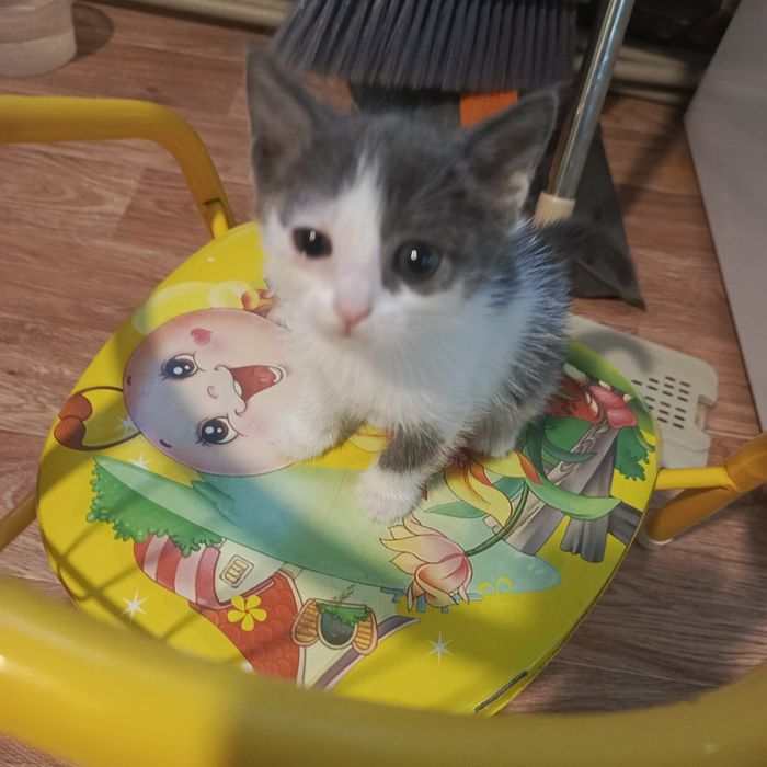 Котята бесплатно