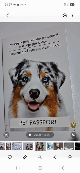 Продам щенка Алабая кабель