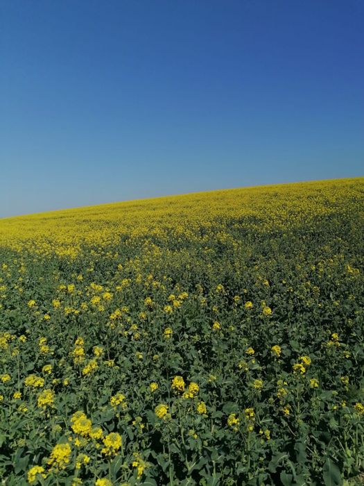 Miere de rapita cu paducel