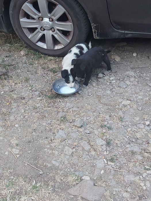 Подаряване кученца