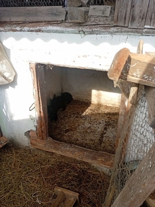 Vind iepurasi de comun