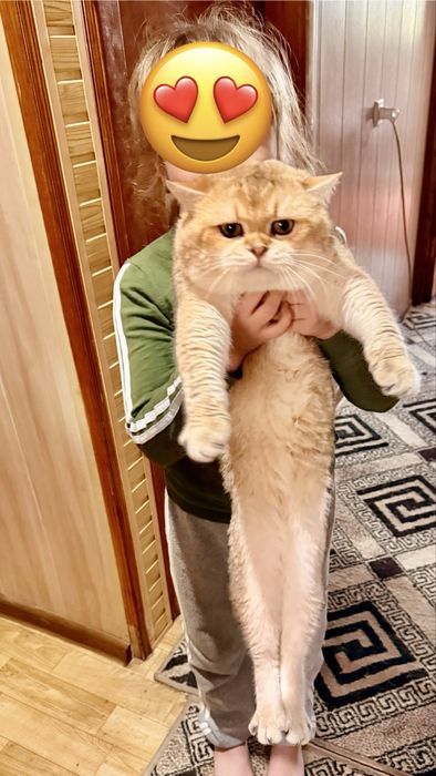 Кот  окрас Золотая Шиншилла nu 12