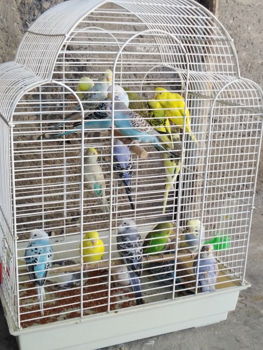 Продам попугаев по 3500 один