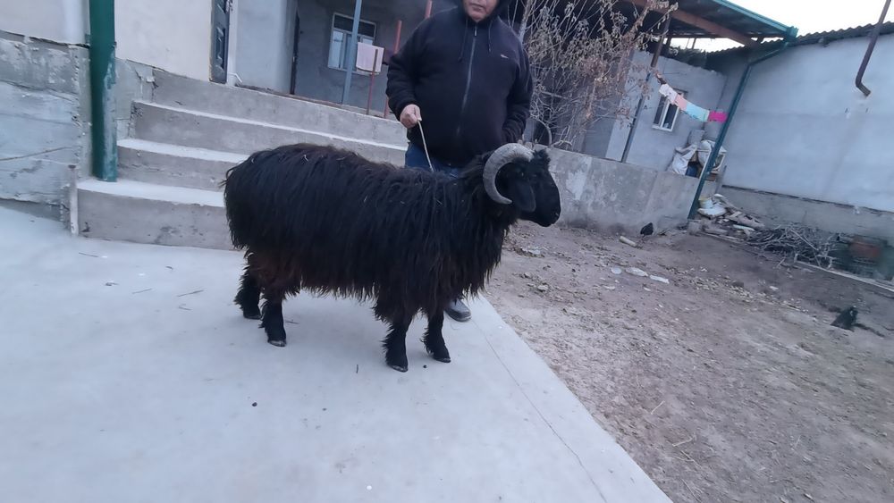 Qoshqar satiladi qazaqi qoshqar