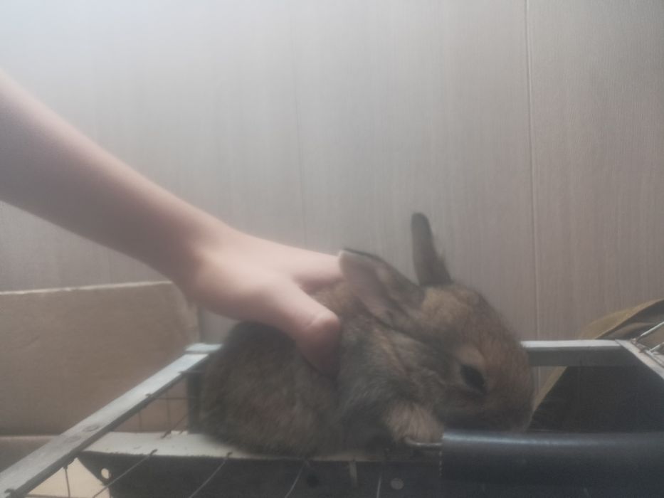 Кролики,дети.    .