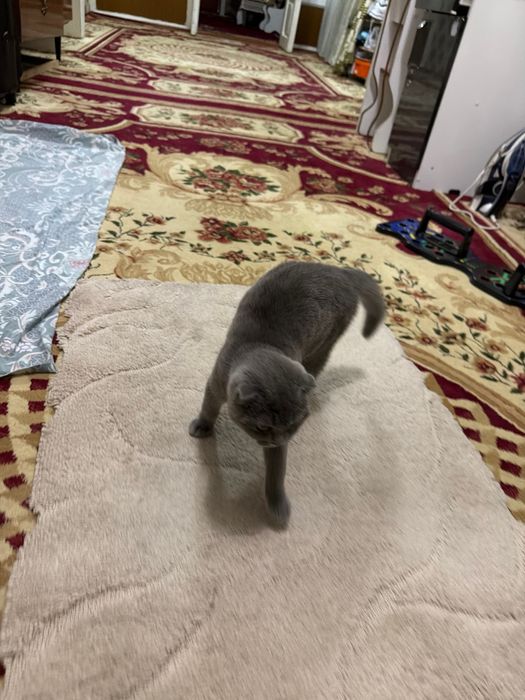 Кошка скотиш фолд 4 месяц