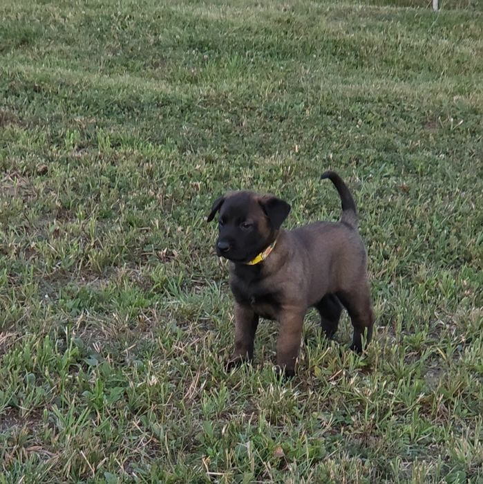 Ciobănesc belgian malinois mascul