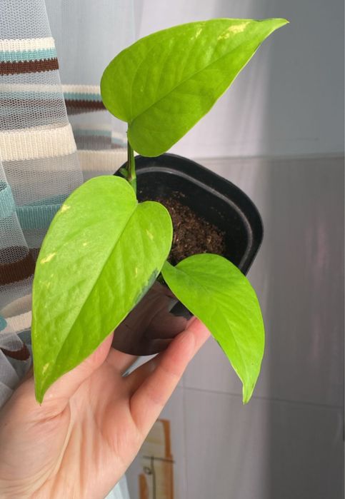 Продам черенки хой