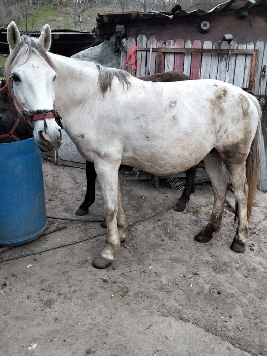 Iepe de vanzare Mehedinți