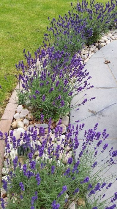 Lavanda La Ghiveci