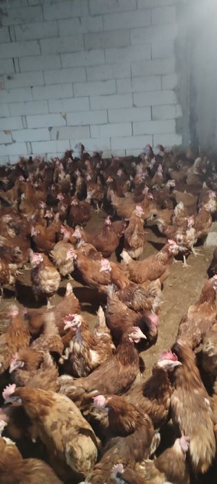 Puicuțe pentru ouă crescute la sol - Livrăm în toată țara