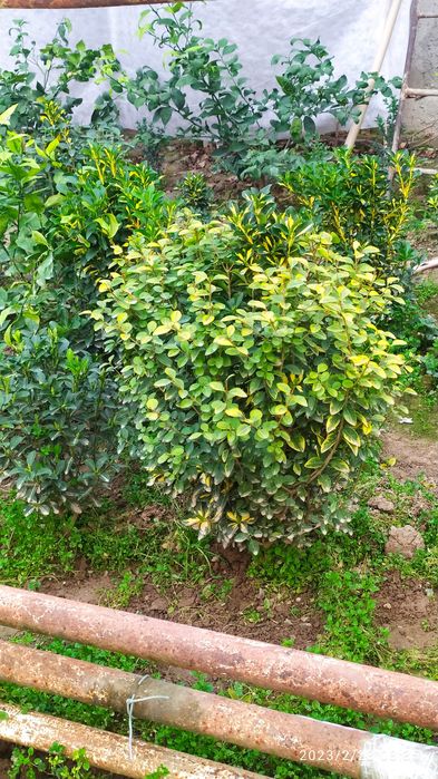 Birsklet  va shamshod. Va boshqa kochat