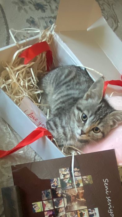 Котенок 4 месяц .