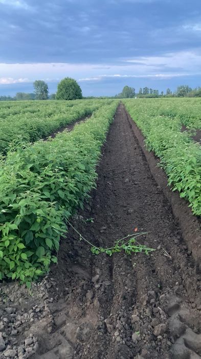 Разсад малини сорт “Люлин”