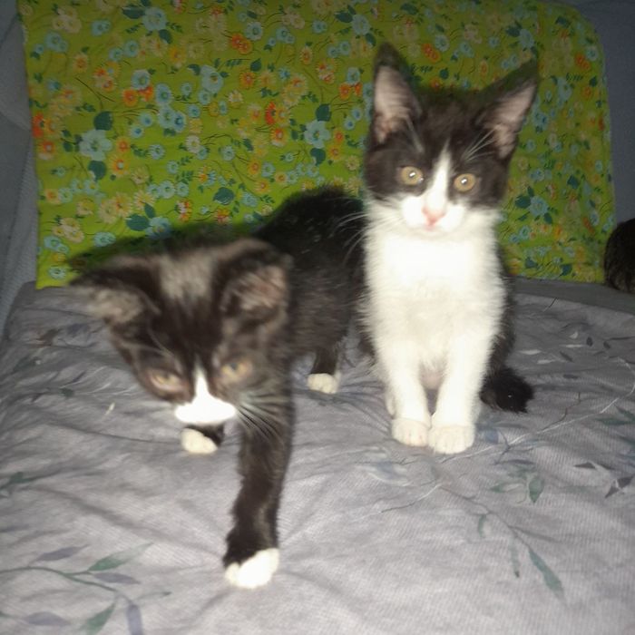 Котята отдаем в добрые руки