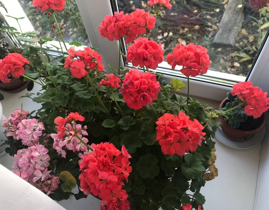 Пересадка и уход комнатных растений