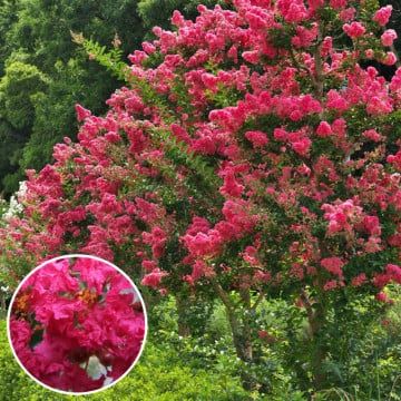 Liliac Indian (Diferite Culori )